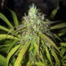 Auto Amnesia Haze feminised Ganja Seeds