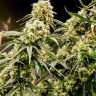 Auto Chuck Chuck feminised Bang Seeds