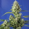 Auto Gorilla Girl XL feminised Ganja Seeds