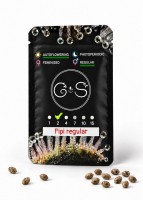 Auto Pipi regular Ganja Seeds