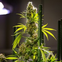 Auto Pipi regular Ganja Seeds