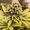 Семена каннабиса  Critical Mass CBD feminised Ganja Seeds