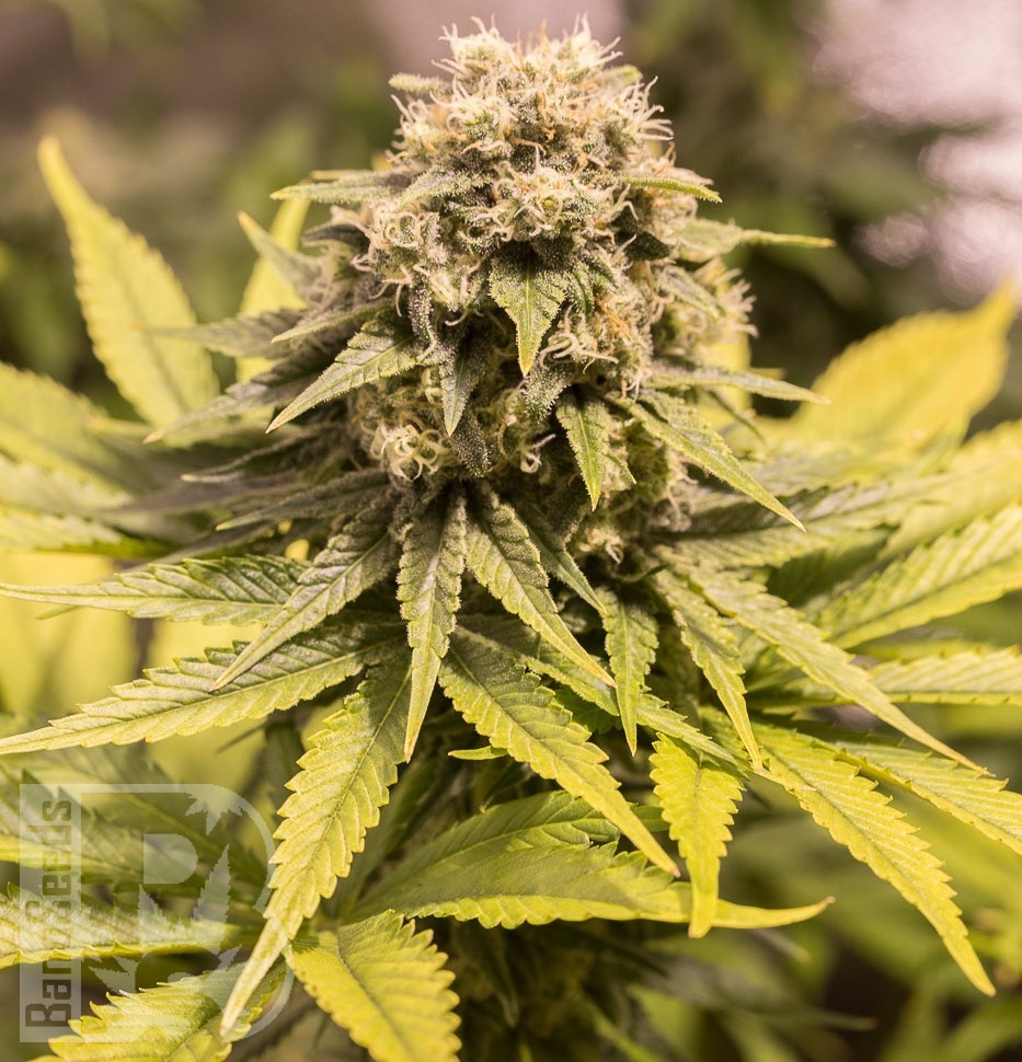 Семена каннабиса  Critical Mass CBD feminised Ganja Seeds