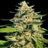 Семена каннабиса  Critical Mass CBD feminised Ganja Seeds