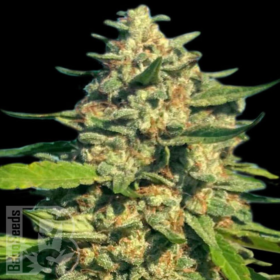 Семена каннабиса  Critical Mass CBD feminised Ganja Seeds