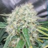 Talas feminised Bang Seeds