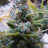 Auto Mix feminised Ganja Seeds купить