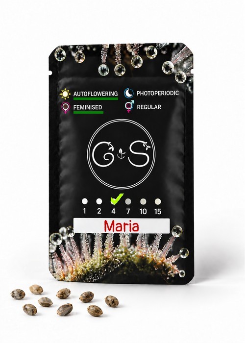 Семена марихуаны  Auto Maria feminised Ganja Seeds