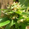 Grapefruit Diesel feminised Ganja Seeds
