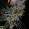 Grapefruit Diesel feminised Ganja Seeds