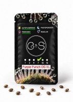 Auto Purple Punch OG XL feminised Ganja Seeds