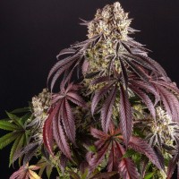 Auto Purple Punch OG XL feminised Ganja Seeds