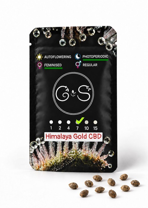 Семена ганжа  Himalaya Gold CBD feminised Ganja Seeds