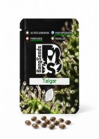 Talgar feminised Bang Seeds