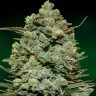 Семена конопли  Auto Fast Bud #2 feminised Ganja Seeds