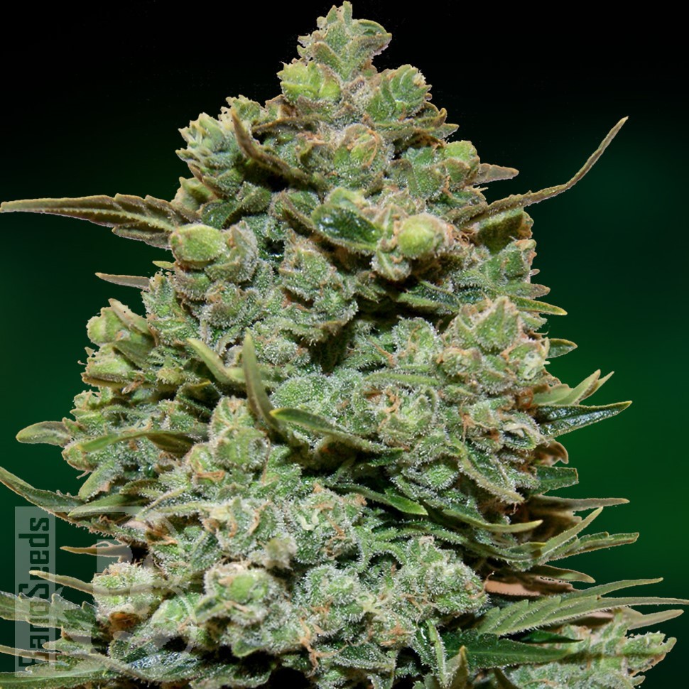 Семена конопли  Auto Fast Bud #2 feminised Ganja Seeds