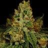 Семена конопли  Auto Fast Bud #2 feminised Ganja Seeds