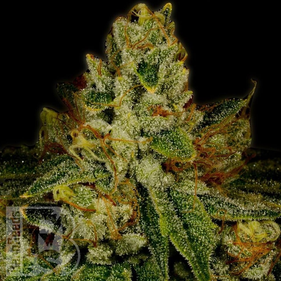 Семена конопли  Auto Fast Bud #2 feminised Ganja Seeds