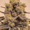 Семена  Marmalate feminised Ganja Seeds