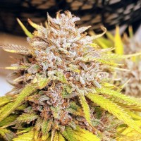 Auto Fat Banana feminised Ganja Seeds