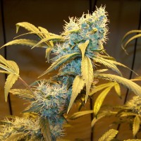 Northern Lights feminised Ganja Seeds