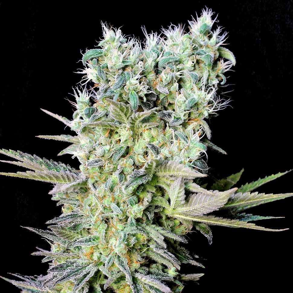 купить семена конопли феминизированные Northern Lights feminised