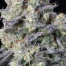 Семена марихуаны  Kalashnikova feminised Ganja Seeds