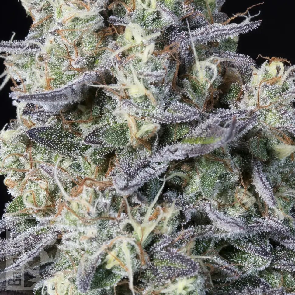 Семена марихуаны  Kalashnikova feminised Ganja Seeds