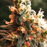 Семена марихуаны  Kalashnikova feminised Ganja Seeds