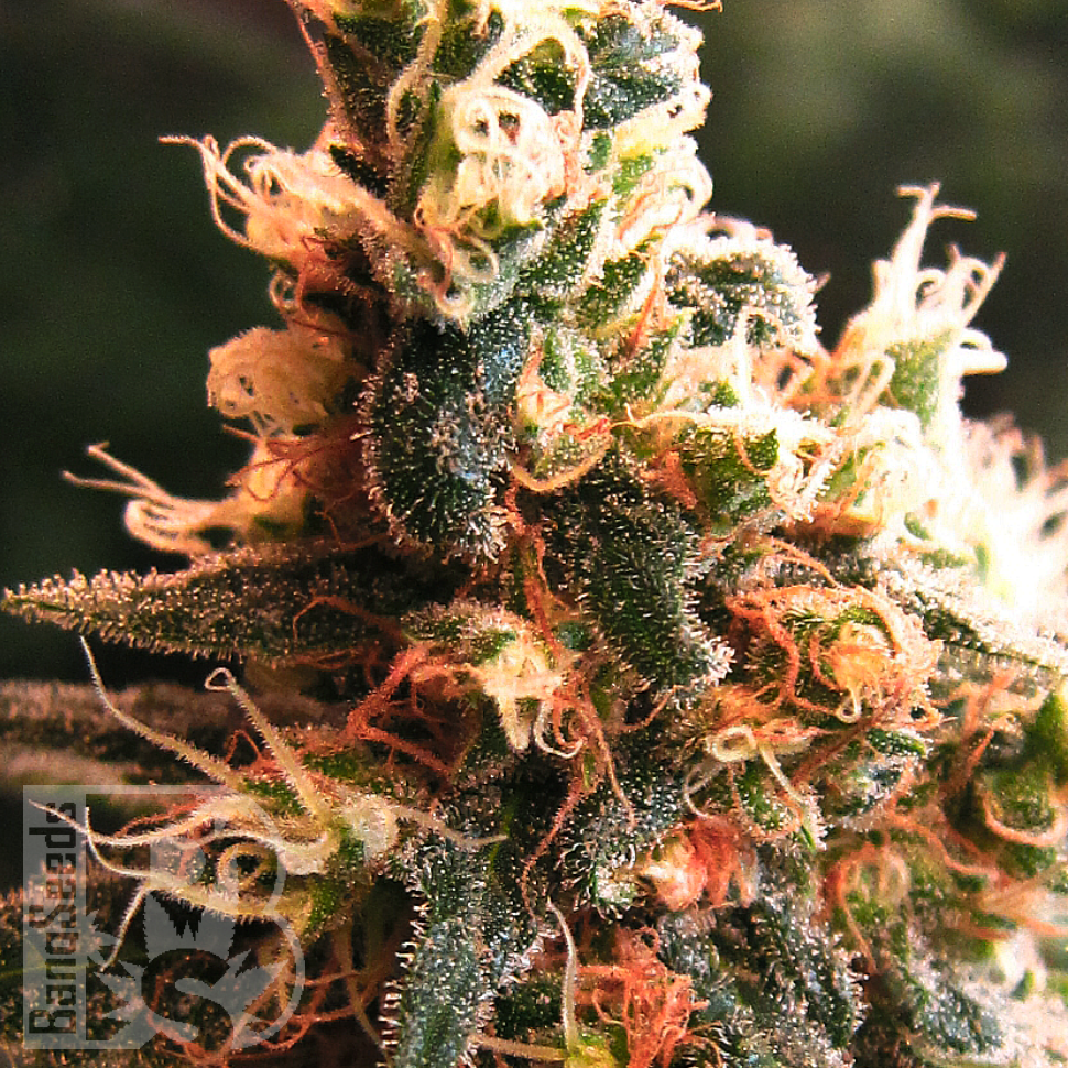 Семена марихуаны  Kalashnikova feminised Ganja Seeds