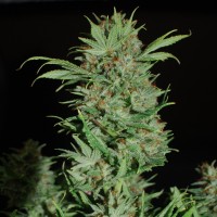 Auto Wembley feminised Ganja Seeds