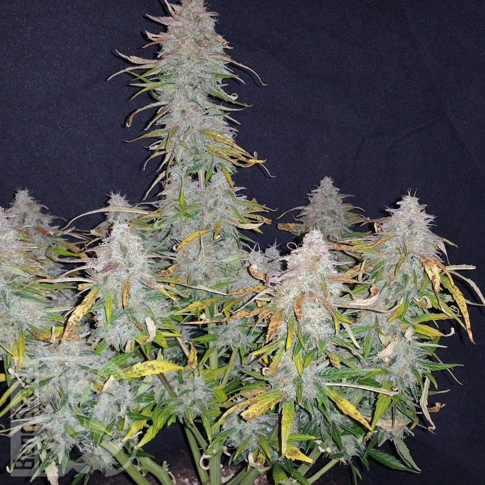 Семена каннабиса  Auto Wembley feminised Ganja Seeds
