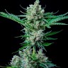 Семена каннабиса  Auto Wembley feminised Ganja Seeds
