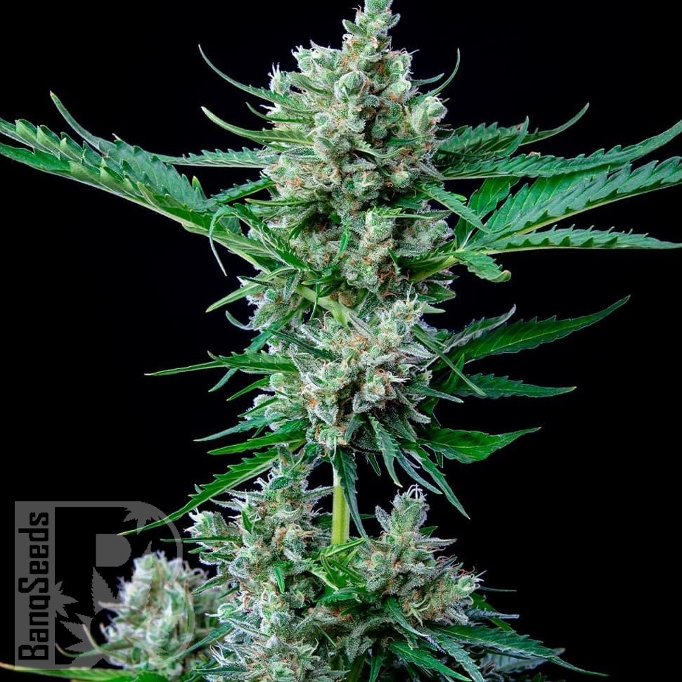 Семена каннабиса  Auto Wembley feminised Ganja Seeds