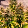 Семена каннабиса  Auto Wembley feminised Ganja Seeds