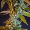 Shiva Skunk feminised Ganja Seeds