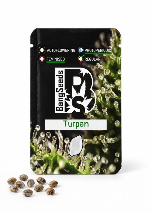 Семена ганжа  Turpan feminised Bang Seeds