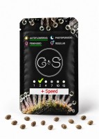 Auto + Speed feminised Ganja Seeds