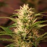 Auto + Speed feminised Ganja Seeds