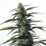 Семена Auto Medical CBD feminised Ganja Seeds