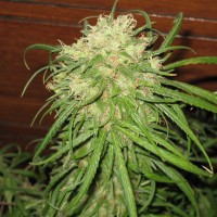 Jamaican Orange Skunk feminised Ganja Seeds