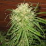 Jamaican Orange Skunk feminised Ganja Seeds