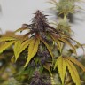 Семена конопли  Umai feminised Bang Seeds