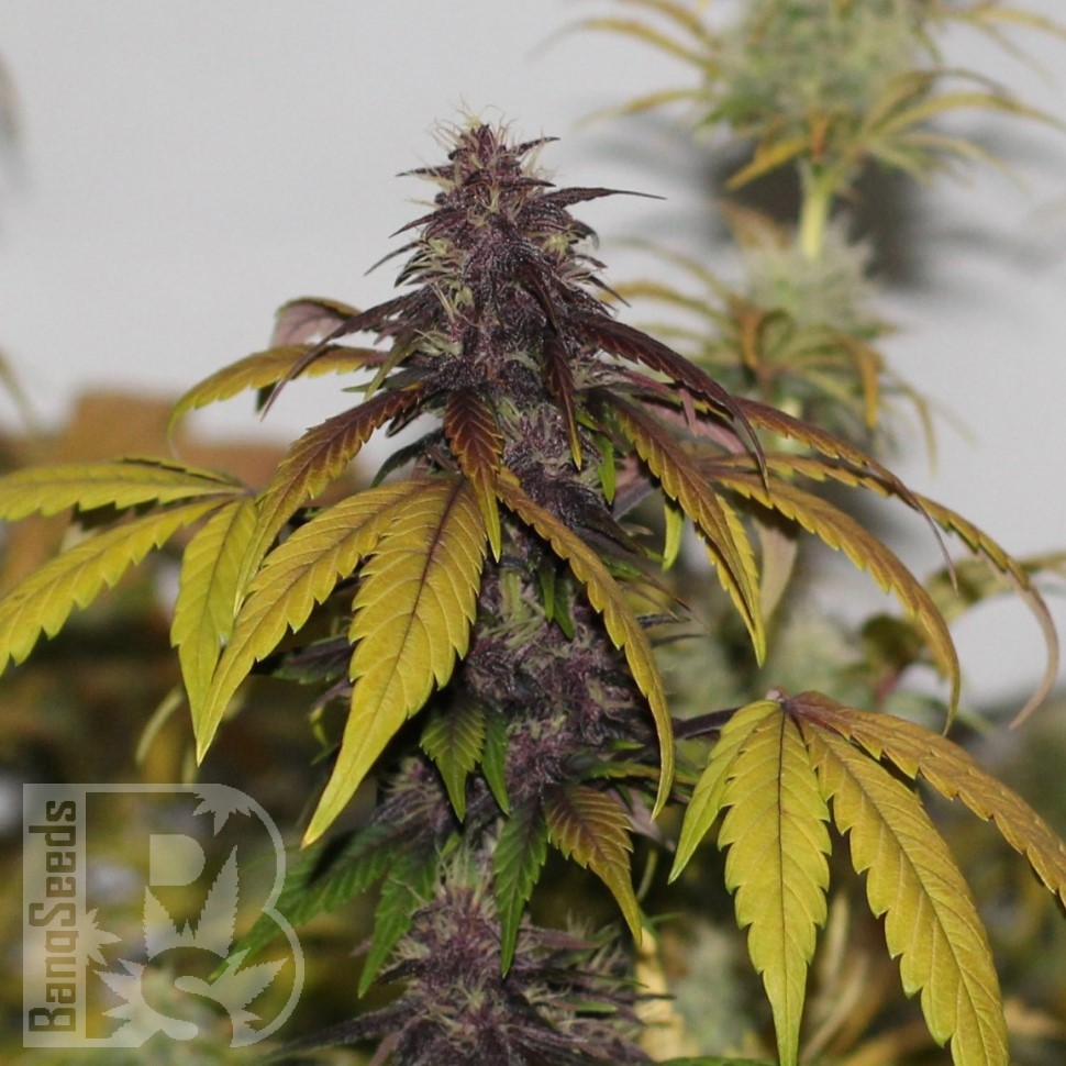 Семена конопли  Umai feminised Bang Seeds