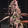 Семена конопли  Umai feminised Bang Seeds