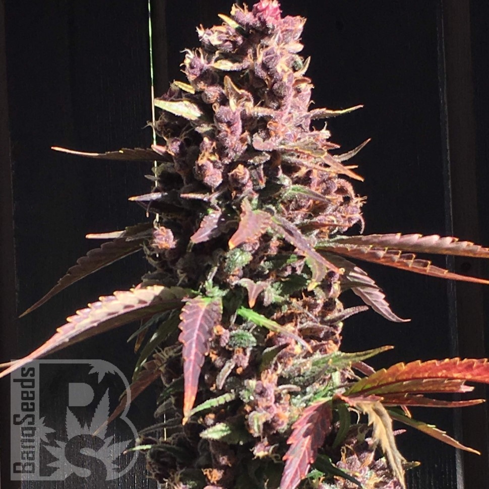 Семена конопли  Umai feminised Bang Seeds