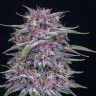 Семена конопли  Umai feminised Bang Seeds