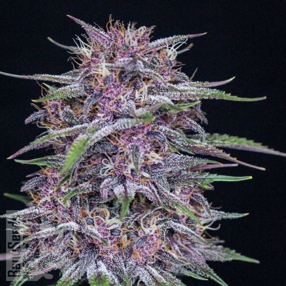 Семена конопли  Umai feminised Bang Seeds