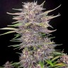 Семена конопли  Umai feminised Bang Seeds