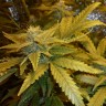 Auto Maxi GoM feminised Ganja Seeds